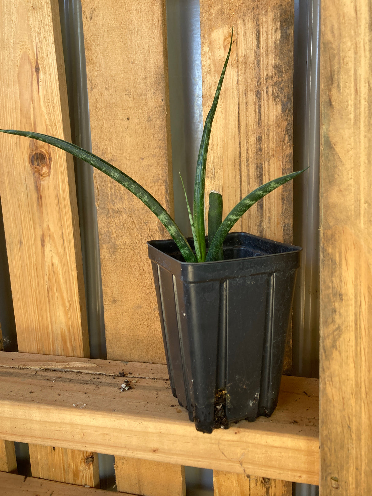Snake Plant