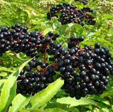 Elderberry, Bob Gordon