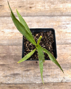 Eryngium yuccifolium rattlesnake master potted plant for sale
