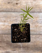 Euthamia caroliniana grass leaved goldenrod potted plant for sale