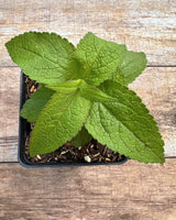 Eutrochium maculatum spotted joe pye weed potted plant for sale