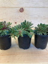 Kalinda Hen and Chicks Organically Grown Plants For Sale