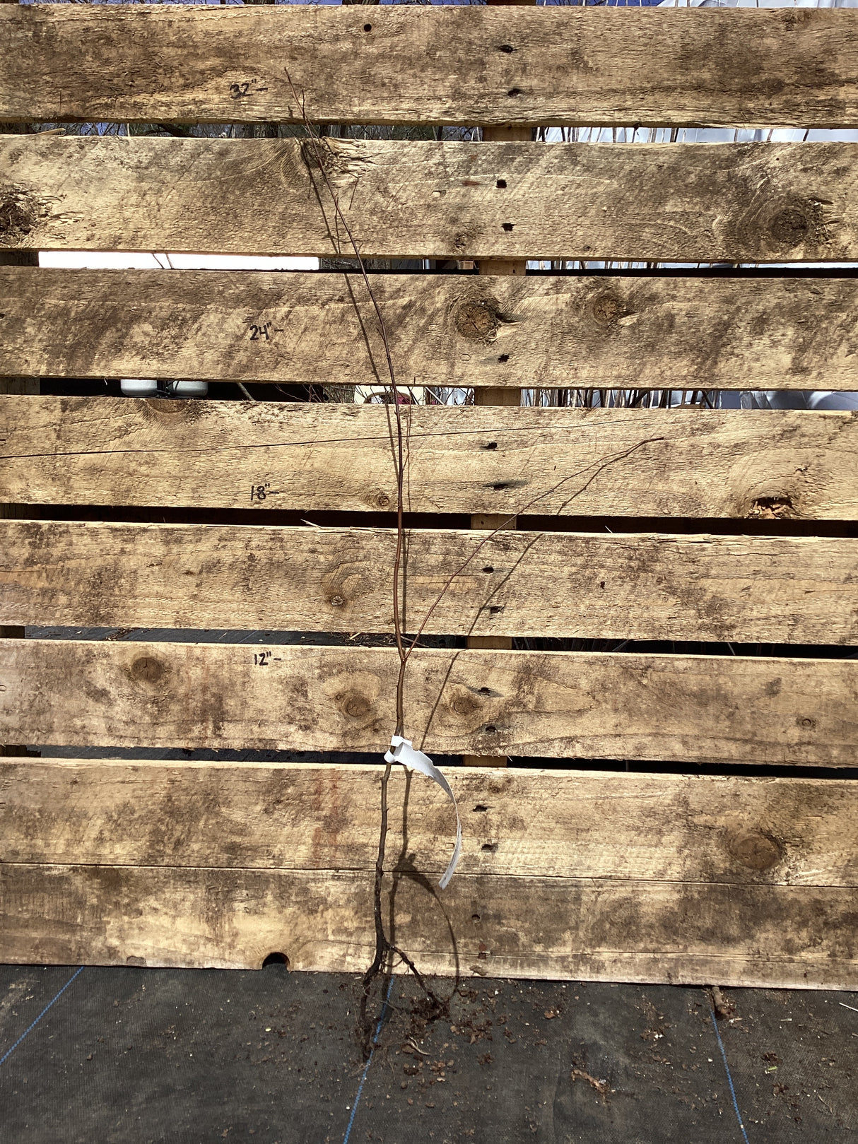 Hophornbeam, American (Ironwood), Bare Root