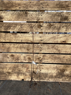 Hophornbeam, American (Ironwood), Bare Root
