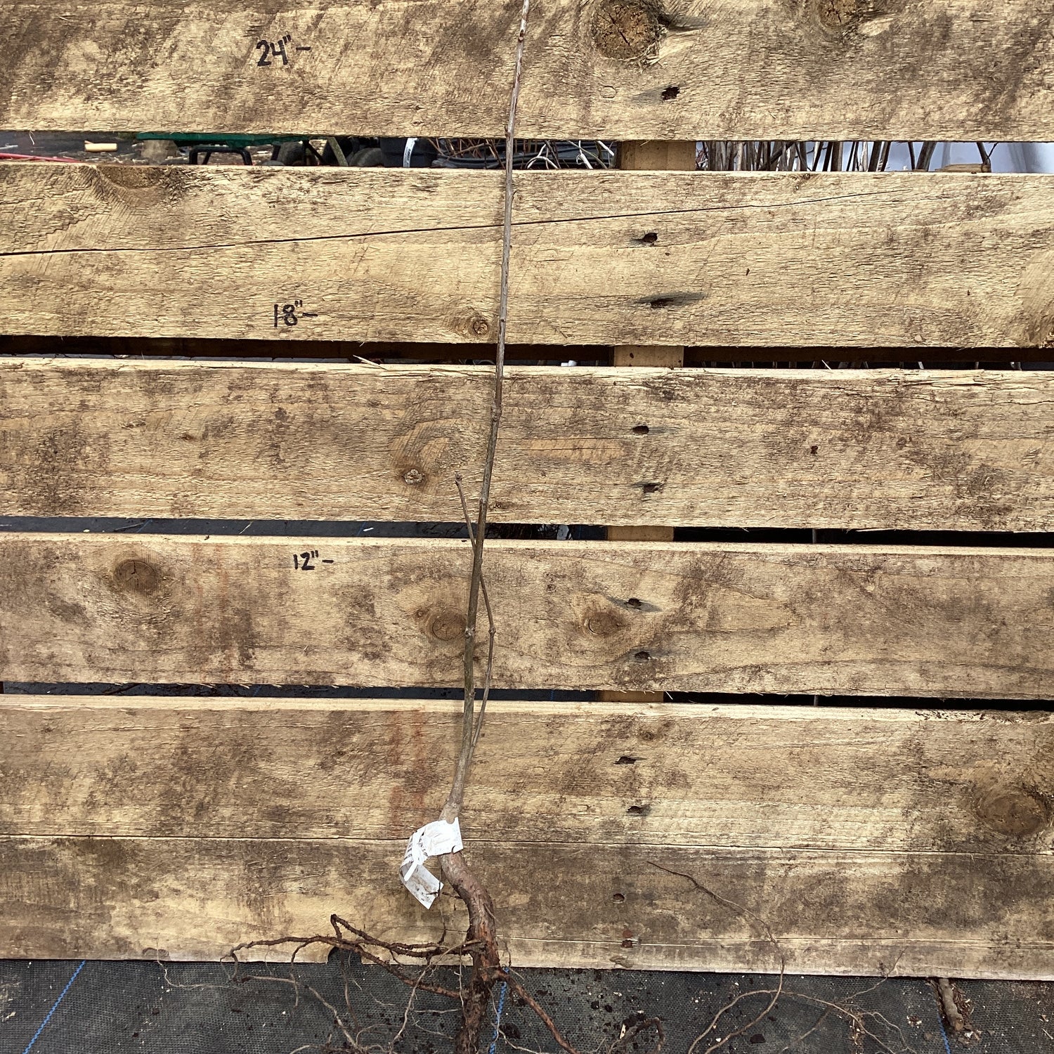 Rooted Northern Northern Red Oak Bare Root Native Tree For Sale – The Farm Connection