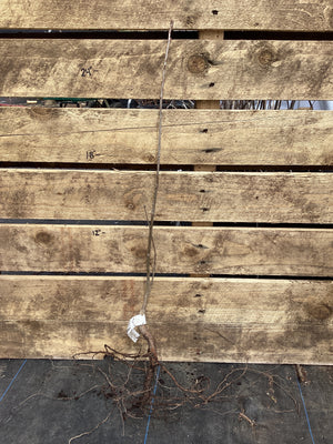 Oak, Northern Red, Bare Root