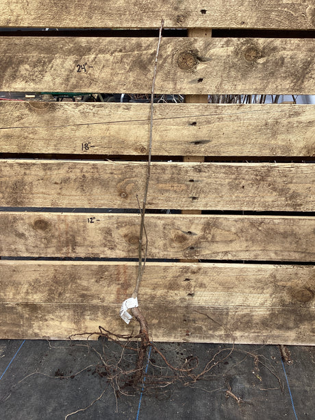 Oak, Northern Red, Bare Root