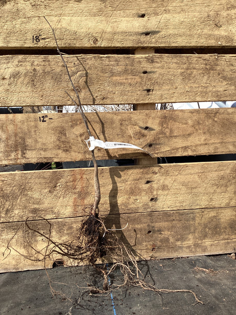Redbud, Bare Root