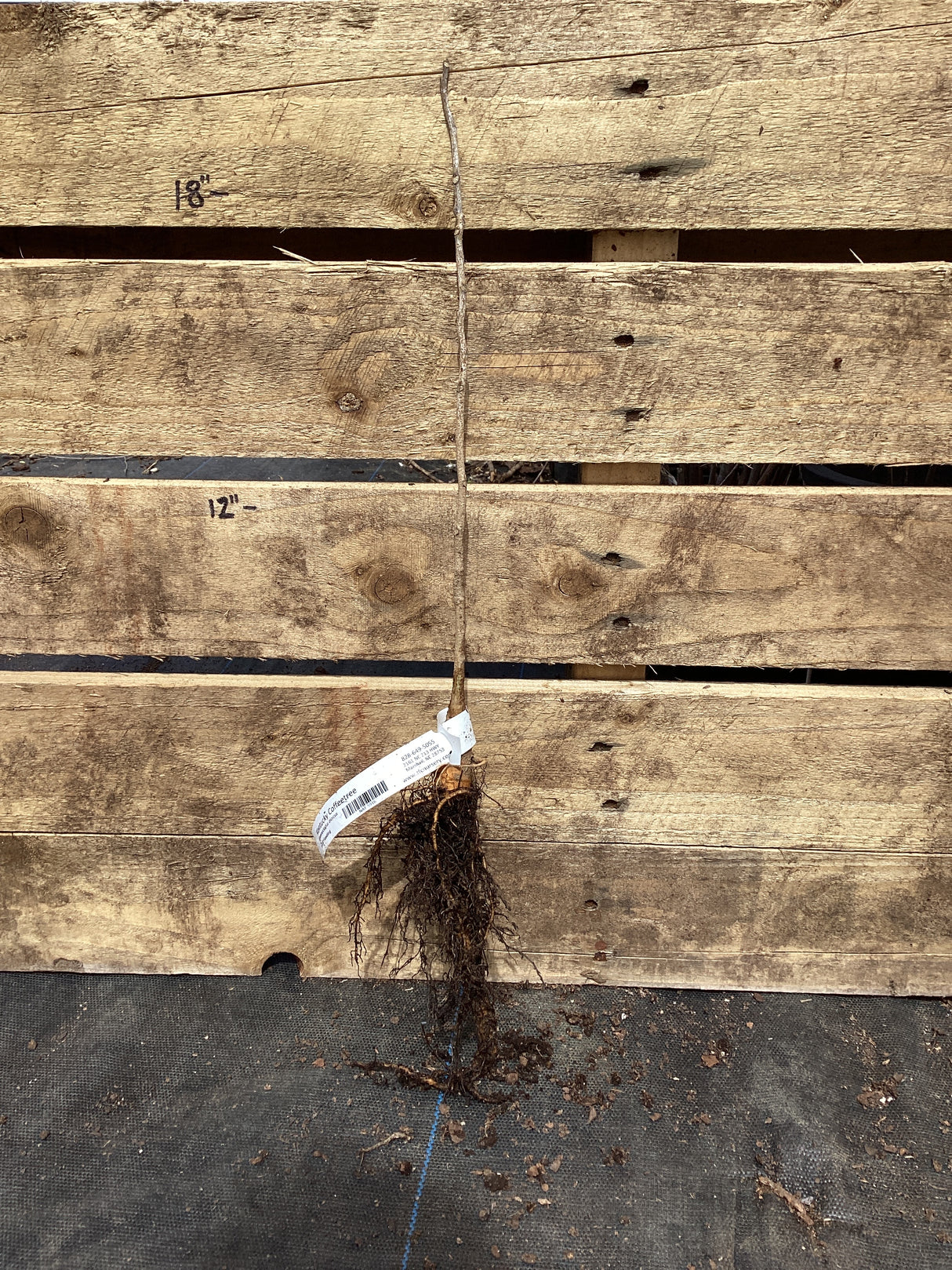 Kentucky Coffeetree, Bare Root