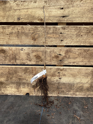 Kentucky Coffeetree, Bare Root