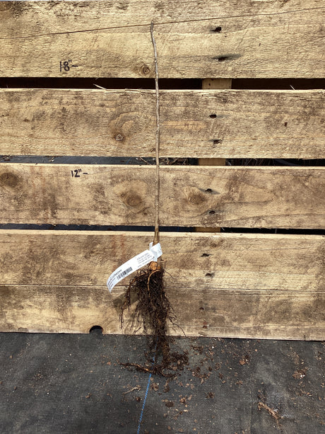 Kentucky Coffeetree, Bare Root