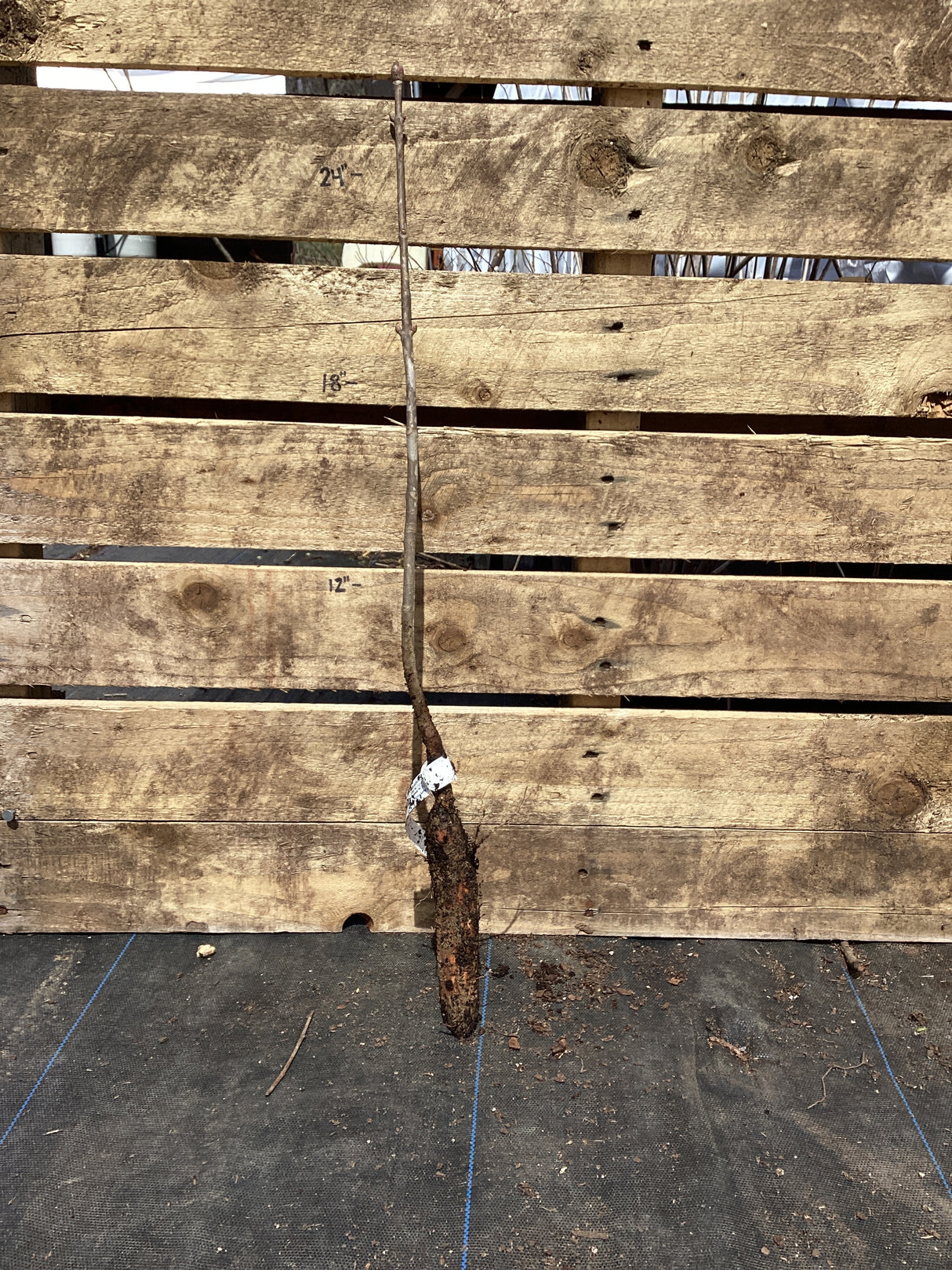 Buckeye, Red, Bare Root