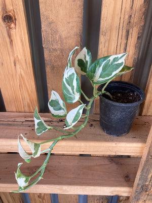 Pothos, N'Joy