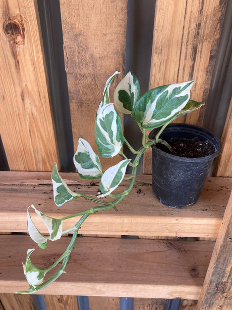 Pothos, N'Joy