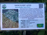 Aster ericoides Snow Flurry potted plant for sale