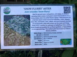 Aster, 'Snow Flurry'