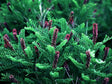False Indigo - Organically Grown Native Perennial Plant For Sale