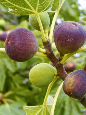 Brown Turkey Fig Bare Root Fruit Tree For Sale