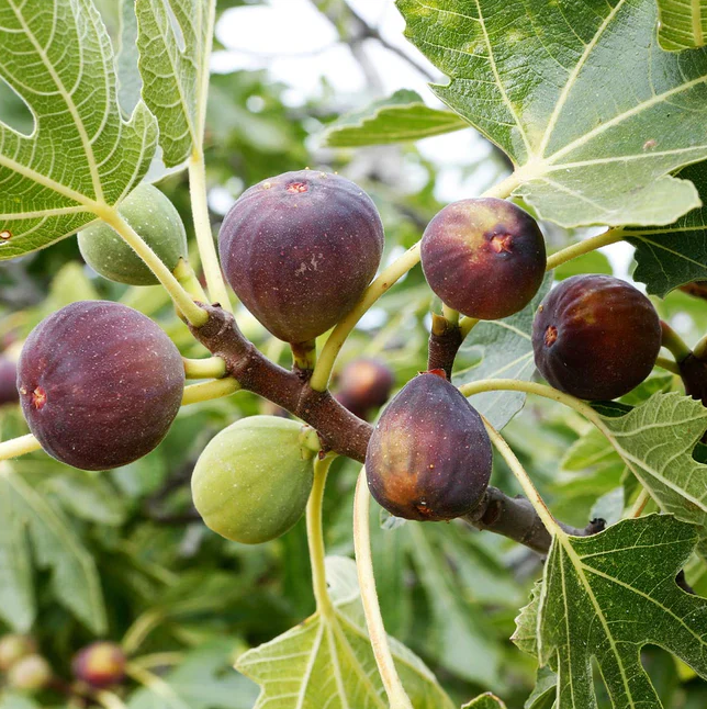 Celeste Bare Root Fig Organically Grown Native Plants for Sale