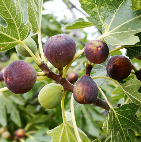 Celeste Bare Root Fig Organically Grown Native Plants for Sale