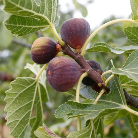 Chicago Hardy Bare Root Fig Organically Grown Native Plants for Sale