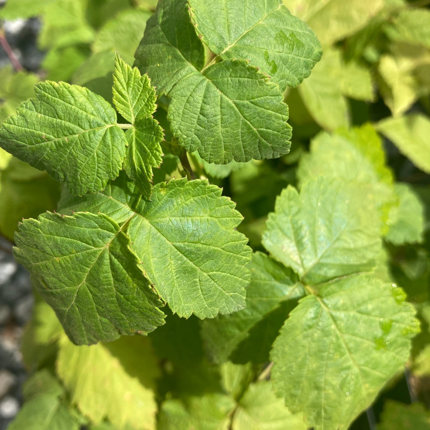 Glencoe Red Thornless Raspberry Plant For Sale