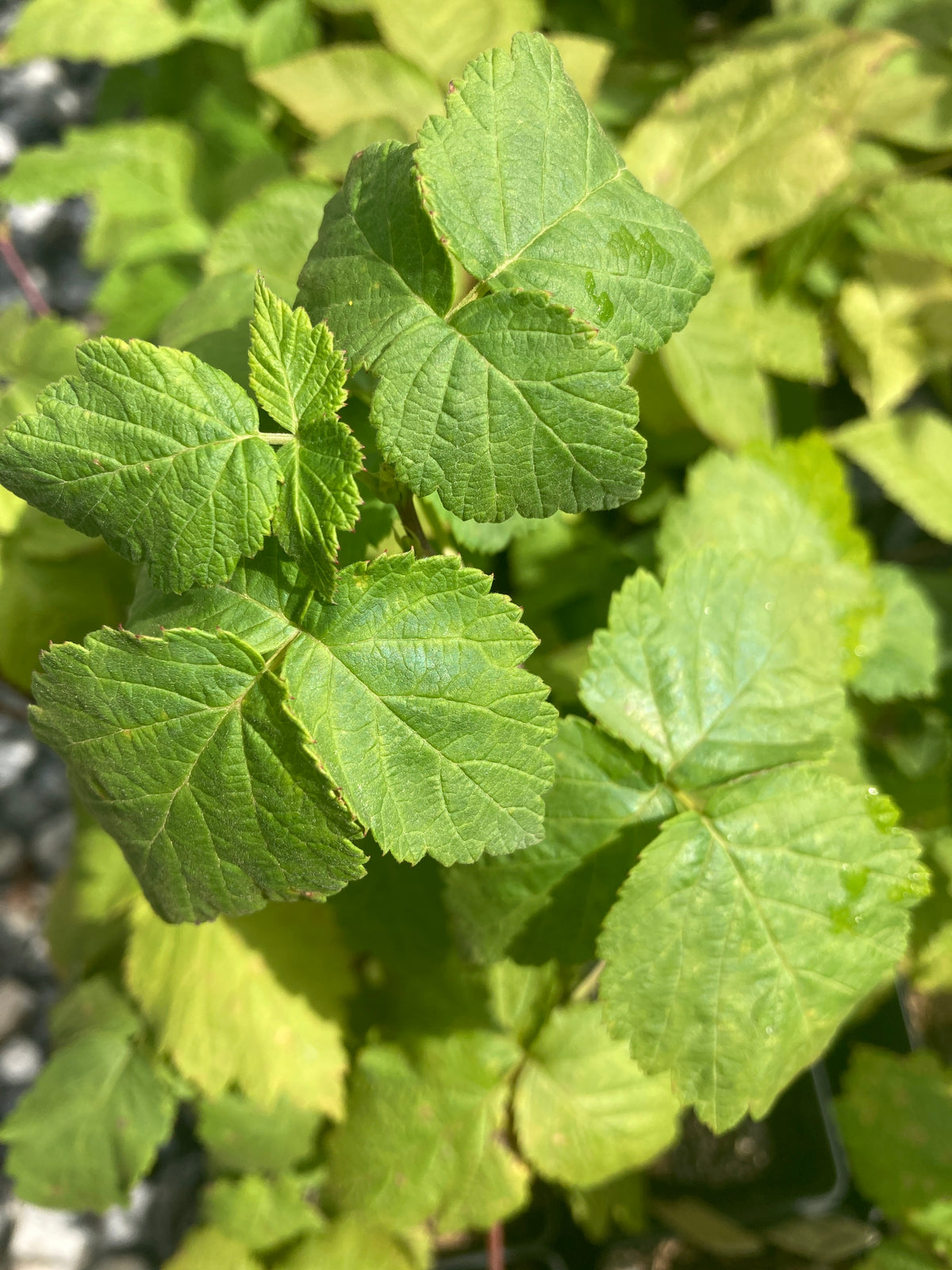 Glencoe Red Thornless Raspberry Plant For Sale
