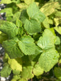 Glencoe Red Thornless Raspberry Plant For Sale