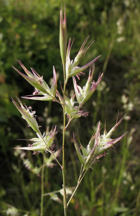 Grass, Poverty Oat