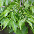 Hackberry Native Tree For Sale