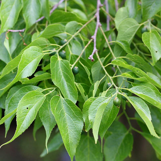 Hackberry Native Tree For Sale