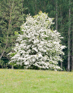 Washington Hawthorn Bare Root Native Tree For Sale