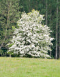 Washington Hawthorn Bare Root Tree For Sale