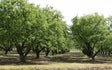 American Hazelnut Bare Root Native Nut Tree For Sale