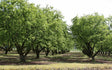 American Hazelnut Tree For Sale