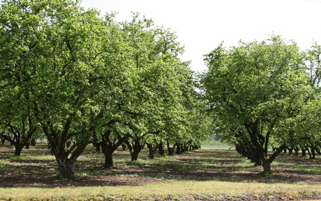 American Hazelnut Tree For Sale