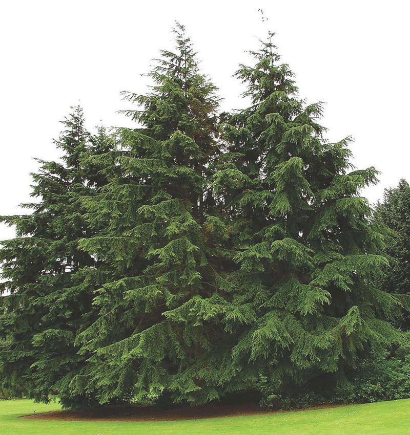 Canadian Hemlock Native Tree For Sale