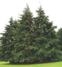 Canadian Hemlock Native Tree For Sale