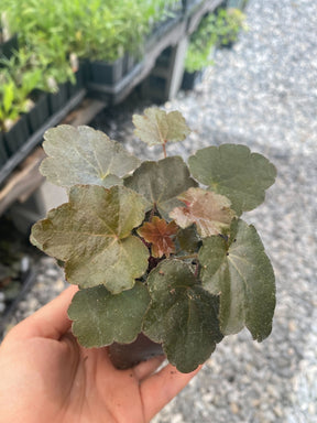 Heuchera, Palace Purple - Organically Grown Native Plants for Sale