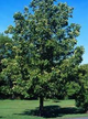 Native Trees