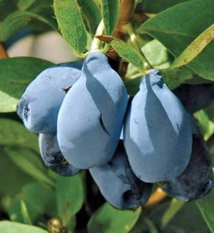 Honeyberry Haskap Keiko Plant For Sale
