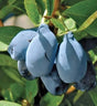 Honeyberry Haskap Keiko Plant For Sale