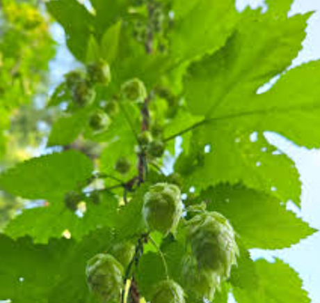 Hops Centennial Plants for Sale