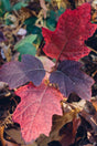 Hydrangea Oakleaf Plant For Sale