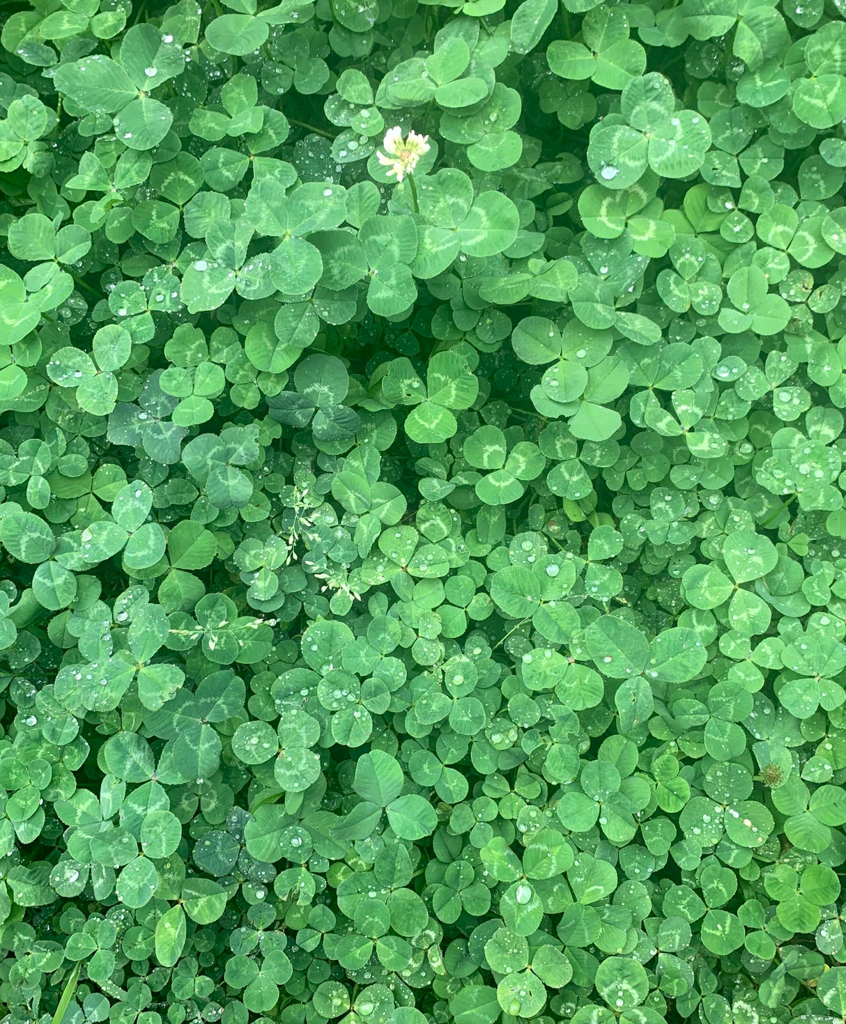Dutch White Clover