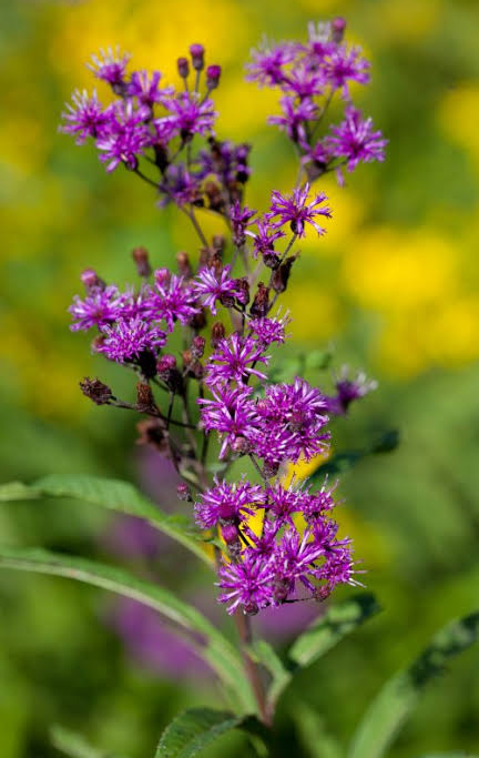 Ironweed, Giant