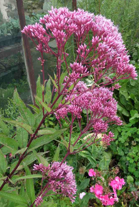 Joe Pye Weed, 'Baby Joe'