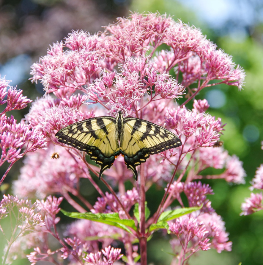 Joe Pye Weed, Mystery