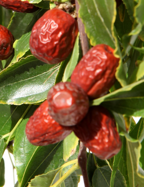 Jujube Lang Tree For Sale