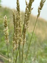 June Grass